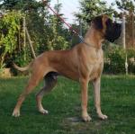 1-diesel-bisdog-bohemia-bez-ram-3973_150x0