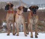 1-logan-sandej-i-anetk-4903_150x0
