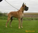 1-satchmo-421_150x0