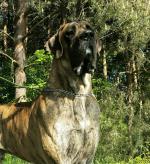 11-dumny-paw-7316_150x0