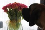 11-i-tulipanami-5488_150x0