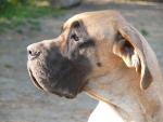 11-oraz-kaja-portret-brudasajpg-2756_150x0