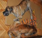18-mama-i-starszy-syn-malbec-dogi-m-5983_150x0