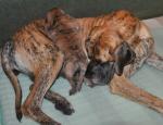 19-mama-i-mlodszy-syn-egri-junior-dogi-m-5984_150x0