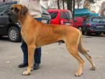 2-diesel-bisdog-bohemia-fot-michaela-bisova-3974_150x0