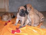 25-belisar-i-blondiejpg-2698_150x0