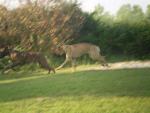 29-11-miesiecy-w-pogoni-za-daytona-2763_150x0
