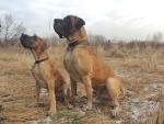 3-anbar-i-maly-iggy-4868_150x0