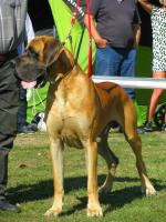 3-diesel-bisdog-bohemia-fot-jan-melichercik-3975_150x0