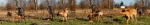 33-historyjka-maly-cwaniak-4758_150x0