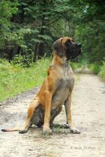 4-co-slychac-w-lesie-6234_150x0