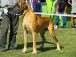 4-diesel-bisdog-bohemia-fot-jan-melichercik-3977_150x0