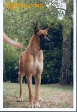 4-satchmo-1014_150x0