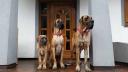 4-trio-z-nowym-braciszkiem-lotosem-7640_128x128