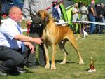 6-diesel-bisdog-bohemia-fot-jan-melichercik-3979_150x0
