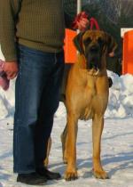 7-diesel-bisdog-bohemia-fot-jan-melichercikcrop-3980_150x0