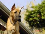 7-satchmo-1017_150x0