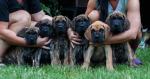 Ignacio-ivo-i-am-indy-iberto-i-imperatore-via-del-campo-6708_150x0